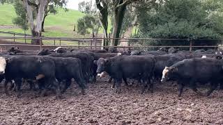 100 Angus and Angus x steers