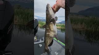 Big Pre-Spawn Catfish!