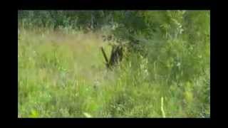 Moose elk - Horns under a tree