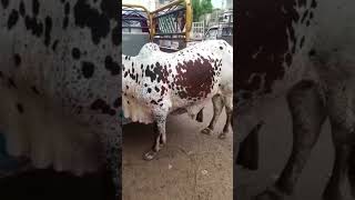 140 ka ksa ha / cow mandi 2022