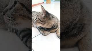 Ternyata kucing biaa lihat sesuatu #kucinglucuiimut  #kucing