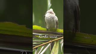 Burung trucuk melihat Hantu auto histeris,trucuk lain ikut ngamuk.