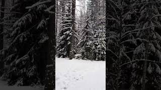 Finland forest walk during winter 🥶