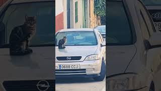 #gato #callejero dormitando en un #coche, al fondo la #campiñacordobesa. #montalban #andalusiaspain.