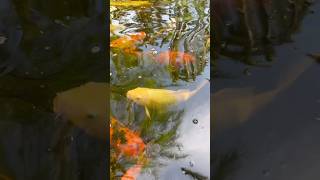 Koi fish come in various colors, including white, red, orange, yellow, blue, and black.