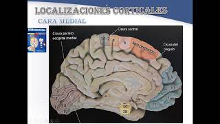 CORTEZA CEREBRAL GRUPO O2 PARTE 2