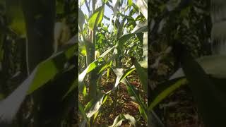 Híbrido BM904 para milho verde plantado por pequeno agricultor no sul do estado do Pará vídeo 1