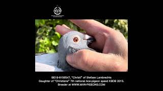 BE18-6156547, “Christi” of Stefaan Lambrechts. Dtr. of “Christiane” 7. NAT Ace-pigeon SD KBDB 2015.