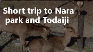 Short trip to Nara