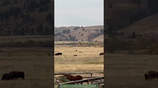 Bison Roundup Custer State Park SD