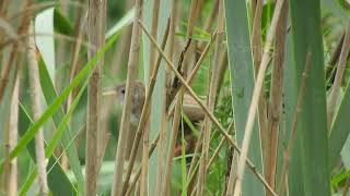 Rufos Vented Prinia or Rufous Vented Grass Babbler call