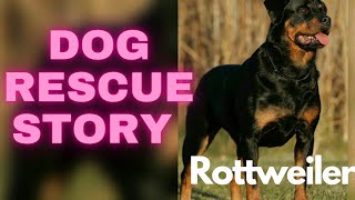 Dog Rescue Story : Towards a new normal