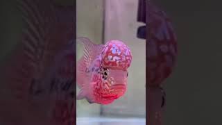 High grade kml male flowerhorn available now in stock for sale!!! Whatsapp- 01316514567