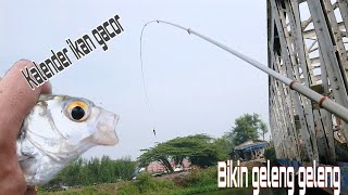 MASUK KALENDER IKAN LAGI GACOR