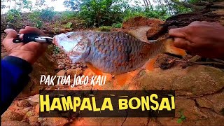 Pak Tua Jogo Kali Mancing Ikan Hampala Bonsai