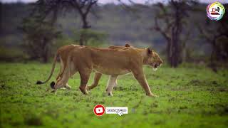 Pair of Lionesses Walking Together