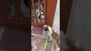 Coco Mila Coco Se #ytshorts #viral #viralvideo #minivlog #shihtzu