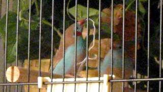 Mating Ritual - Red Cheek Cordon Bleu Finches