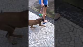 Cachorro agressivo que eu atendi. #caioadestrador #crdog #adestramento #adestrar #cachorro #cao