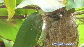 Sarang burung madu kolibri kelapa atau kolibri manggar /sarang burung wiceh