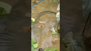 sambaran toman #ikan #ikantoman #shortvideo