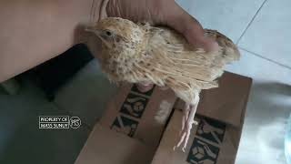 Unboxing burung puyuh langsung ada telurnya