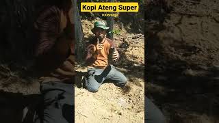 Tanam Kopi Arabika Ateng Super