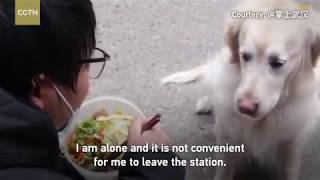 Touching Moment | Golden retriever delivers meals to master serving Wuhan