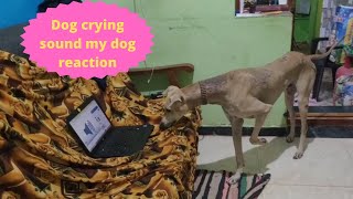 dog crying sound funny reaction| #dogs #funnydogs #doglover #dogcrying #funny #chippiparai #reaction