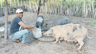 VEJAM O TANTO DE FILHOTES DE LEITÃO QUE NASCEU E ESTAMOS CUIDANDO PRA COBRIR A CASINHA.