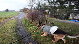 German shepherd on walk. Eros på tur. 24.10.2024. still you tubes most boring video part 2