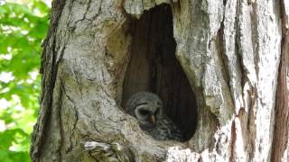 Barred Owl Nest - Yorkville, IL 05/10/2017 - Adults vocalizing nearby