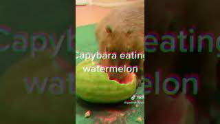 Capybara Phonk