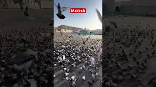 Beautiful Seen😍 Makkah || Makkah Vlog || Nawaz Tours Hukkeri || #ytshorts #shorts