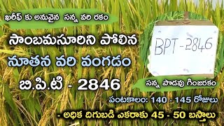 సాంబమసూరిని పోలిన సన్నపోడువు వరి రకం బి.పి.టి - 2846 || Best Kharif Paddy Variety BPT - 2846 | BPT