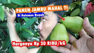 Bumil NGIDAM, Panen BUAH BUAHAN Jambu Madu Deli Hijau Tak Kenal Musim di Halaman Rumah