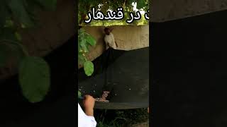 فصل توت در قندهار زیبا