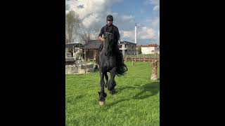 Friesian stallion jurre