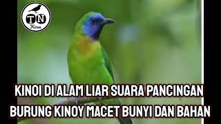 KINOI Di alam liar SUARA PANCINGAN BURUNG KINOY macet bunyi dan bahan