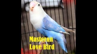 LoveBird masteran mp3