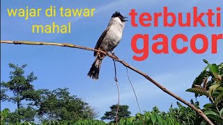 pikat burung kutilang gacor|| wajar ditawar mahal