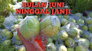 BULAN JUNI NINGGAL JANJI