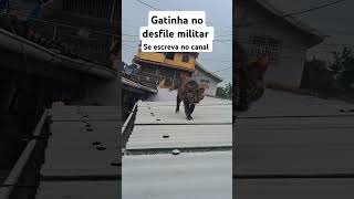 Gatinha #military #gatosfofo ##brasil #cançõesmilitares #viralvideo #dogs #cat #pets #arte