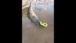 Catching Flathead on Frogz