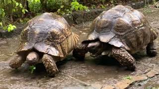 Saving injured tortoise and giving them a second chance at life | Animal rescue compilation