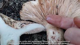 Lactarius controversus. Champimaginatis. English Text.