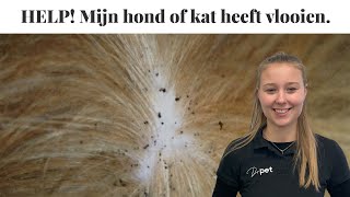 HELP! Mijn hond of kat heeft vlooien | Wat nu?