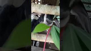 kambing makan daun singkong