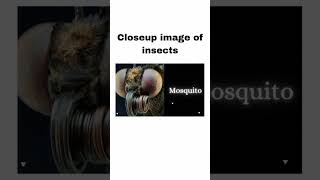 Closeup image of insects #closeup #insects  #image #youtube #trending #awesome #top #highlights