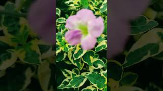 Meu jardim, minha terapia! Parte 1063 #natureza #jardim #terapia #plantas #casa #amor #dia